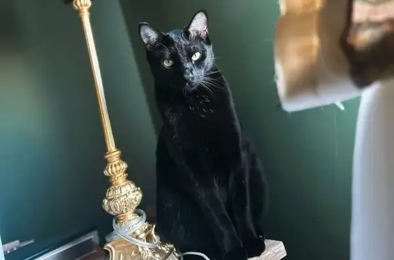 Lost Cat: Shiny Black Binx, Green Nails