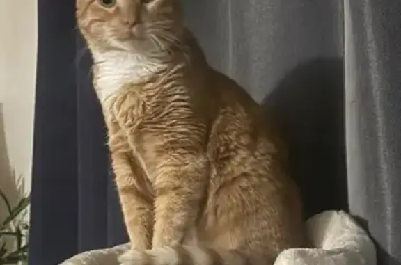 Lost Orange Cat: Anxious & Shy in Phoenix