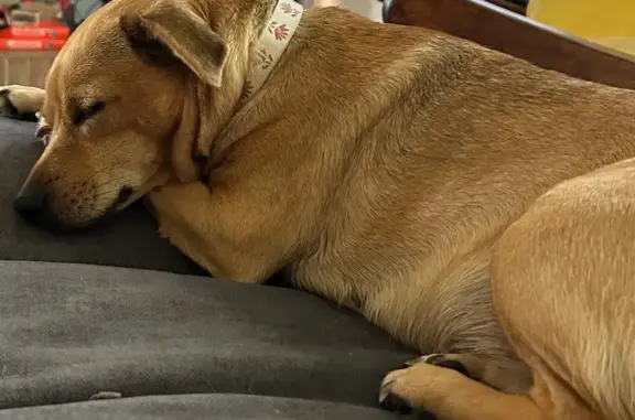 Missing dog Virginia Beach, photo: Lost Roan Dog Near Lakeview Parkway