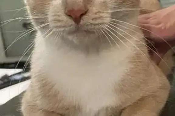 Chatte beige et blanche perdue à Morangis - photo