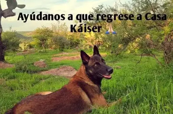 Perro Perdido con Collar Beige en Aguascalientes