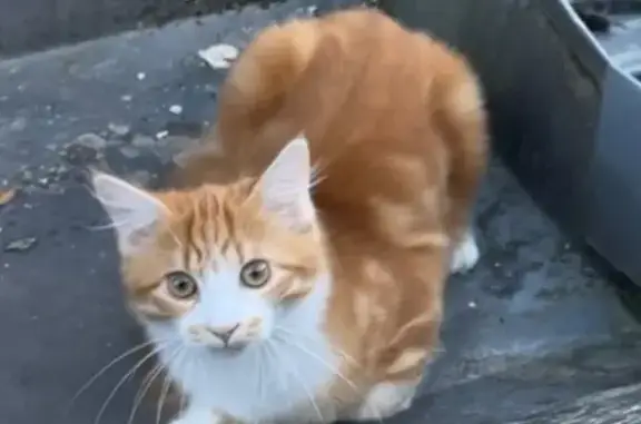 Chat roux et blanc perdu à Esvres - photo