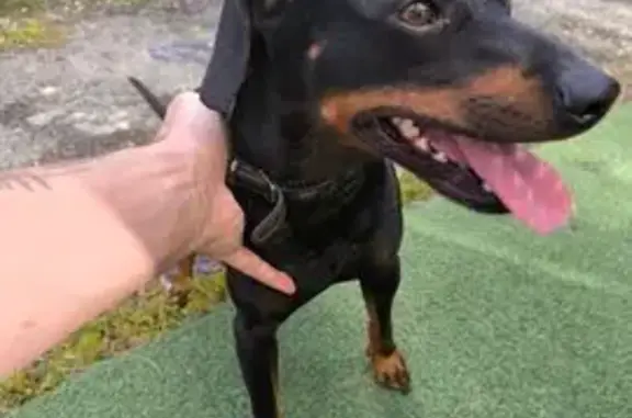 Chien perdu : petit noir/feu, sociable - photo