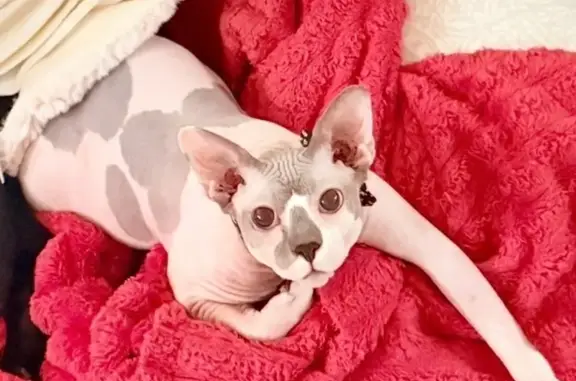 Lost and found pets Arizona City, photo: Lost Hairless Cat: Blue Eyes in Peoria