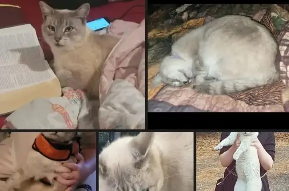 Lost Siamese-Like Cat: Windsor Drive