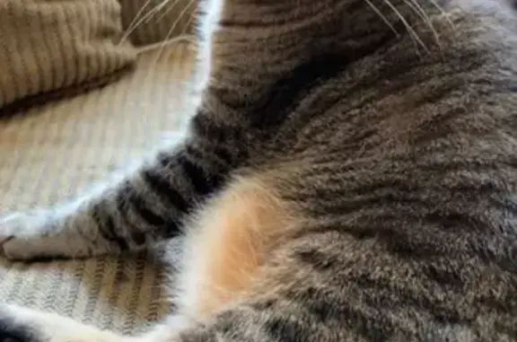 Lost and found pets Appleton, photo: Lost Dark Grey Tabby on East Pacific St