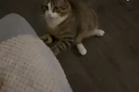 Chat perdu : Bagherra, tigrée, pattes blanches - photo