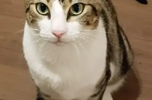 Chat tigré-blanc perdu à Carrières-sous-Poissy - photo