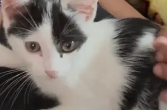 Chat perdu : 4 mois, noir/blanc, Grigny - photo