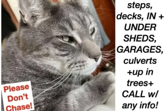 Lost: 20-Year-Old Gray Tiger Cat