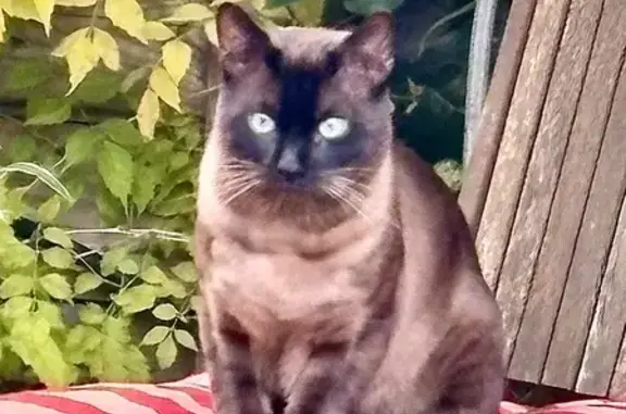 Chat trouvé Suresnes, photo: Chat croisé siamois trouvé à Suresnes