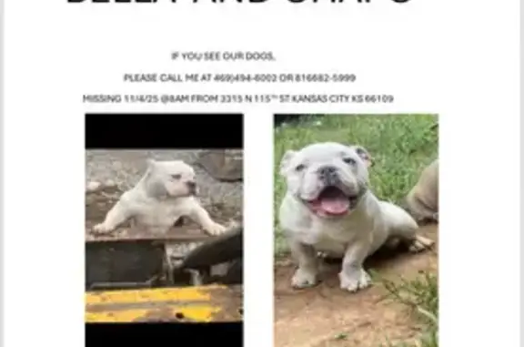 Lost: White & Grey Dogs in Kansas City