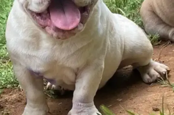 Lost Dog: White & Brown on N 115th St