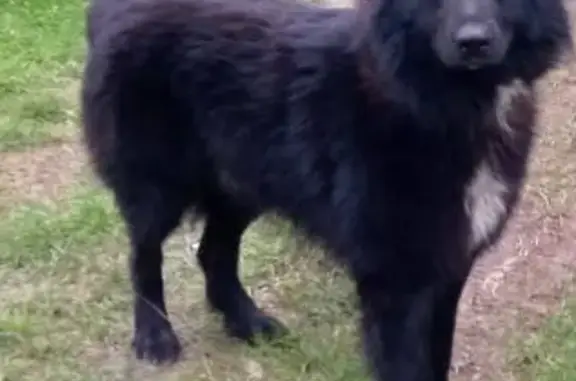 Perro Perdido: Pastor Belga Negro en Lena