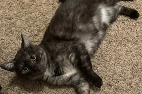 Lost Cat: Black/Grey, White Undercoat