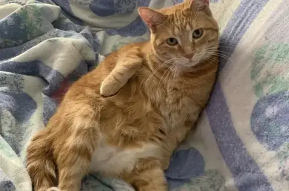 Missing cat , photo: Lost Chubby Tabby: Friendly, Foodie, Perry