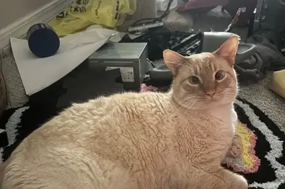 Lost Cat: White, Blue Eyes, Ginger Stripes