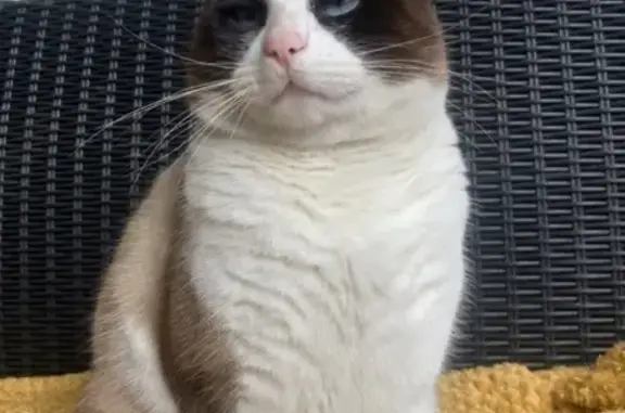 Chat mâle non castré perdu à Meylan - photo