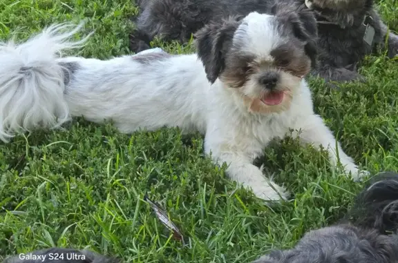 Lost pets Manhattan, photo: Lost Shih Tzu: Help Find Rufus!