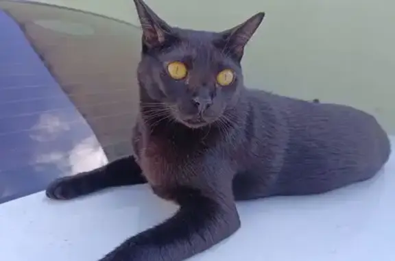 gato desaparecida
