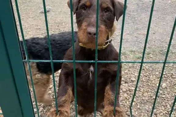 Chien Jagd terrier marron perdu à Sormery - photo