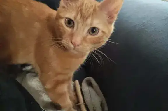 Animaux trouvés Sainte-Savine, photo: Chaton roux mâle trouvé à Sainte-Savine