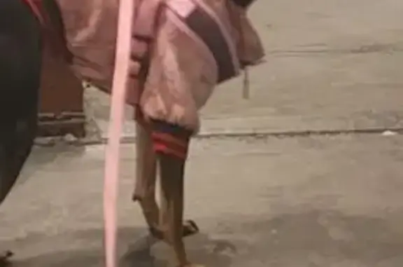 Lost Mini Pinscher: Black/Brown, N. Country Rd