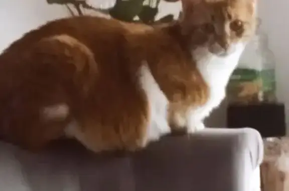 Chat roux et blanc perdu à Tarbes - photo