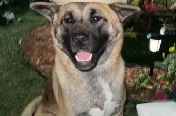 Help Find Kiriko: Lost Akita in Rockford