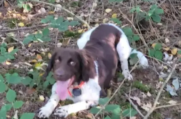 Chien marron et blanc perdu à Alizay - photo
