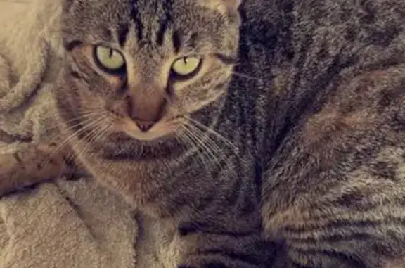 Chat perdu: Méfiant mais gentil à Garidech - photo