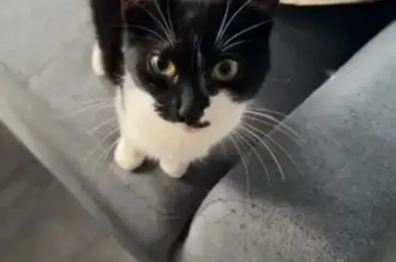 Animaux trouvés Aigueperse, photo: Chat trouvé sous le camion à Aigueperse