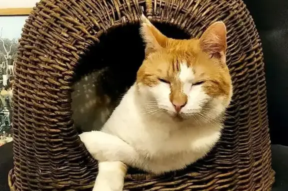 Animaux perdus Angers, photo: Chat mâle perdu, tatoué, aveugle, Angers