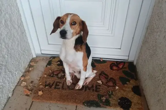 Animaux trouvés Gannat, photo: Beagle tricolore maigre trouvé à Gannat