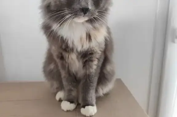 Animaux trouvés , photo: Chatte tricolore docile trouvée à Plouhinec