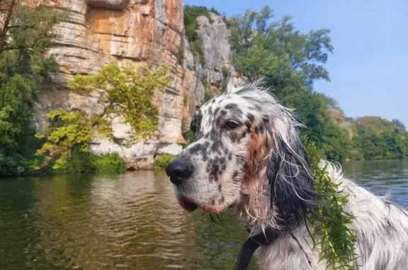 Chien perdu , photo : Chien perdu à Trébons, Occitanie