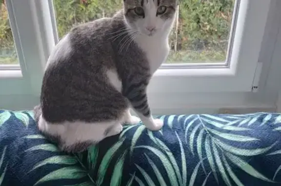 Chat perdu, Saclas, photo: Chat perdue sociable, Saclas Sente Boudard