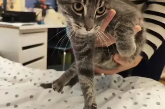 Animaux trouvés La Roche-sur-Yon, photo: Chatte tigrée grise trouvée à La Roche-sur-Yon