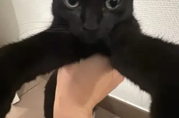 Animaux trouvés Allaire, photo: Chaton trouvé, queue mal formée, Allaire