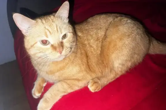 Зник рудий кіт: нагорода за повернення!