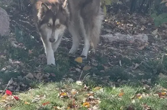 Lost and found pets Aurora, photo: Found Dog: Unique Eyes on Ensenada St