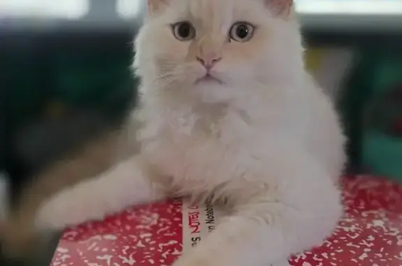 Lost Cat Luna: White, Navy Collar