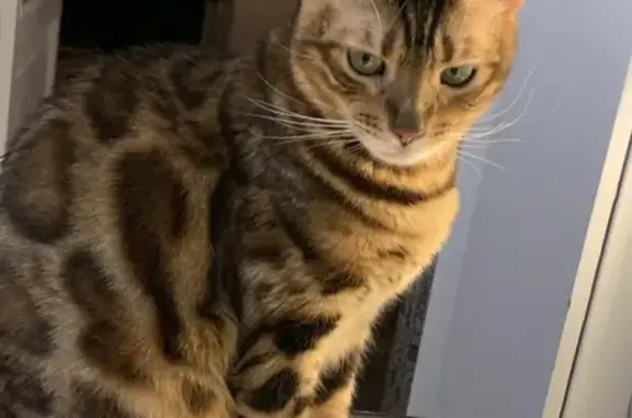 Chat Bengal 2 ans perdu à Versailles - photo