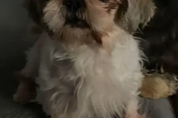 Lost Shih Tzu: White & Brown, Ewa Beach