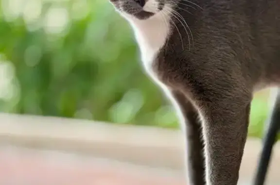 Chat perdu, Cognac, photo: Chat perdue grise, rue Mansard, Cognac