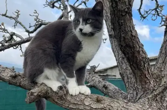 Chat perdu, Ambert, photo: Chatte grise et blanche perdue à Ambert