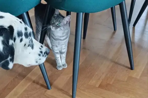 Chat perdu : Vénus, castré et pucé, craintif - photo