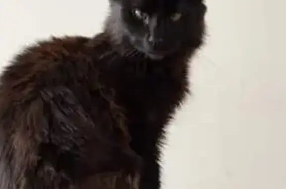 Chat noir perdu, craintif et affectueux - photo