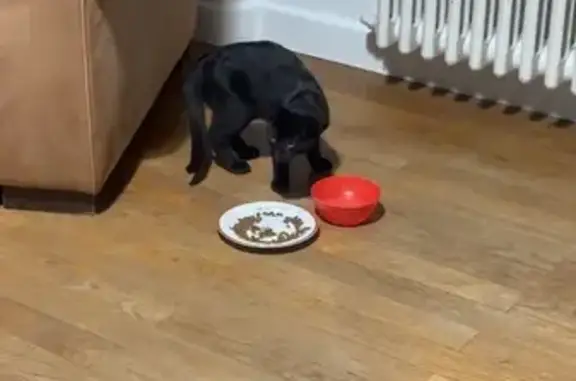 Animaux trouvés Annemasse, photo: Chaton trouvé ce soir à Annemasse