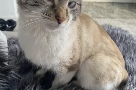 Lost pets Melbourne, photo: Lost Cat: Blue-Eyed, Cross-Eyed in Melbourne